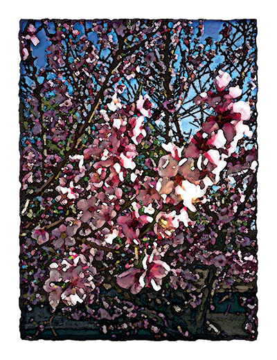 Peach Blossoms by Fred Hartson