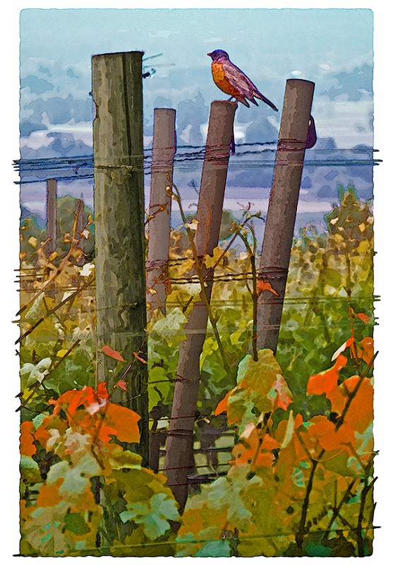 Vineyard Watch by Fred Hartson