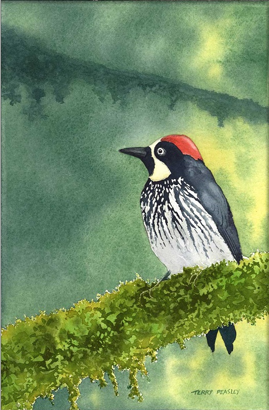 Acorn Woodpecker by Terry Peasley