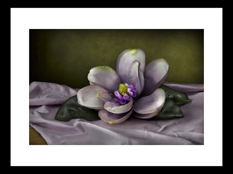 Magnolia 1 by Linda Flicker