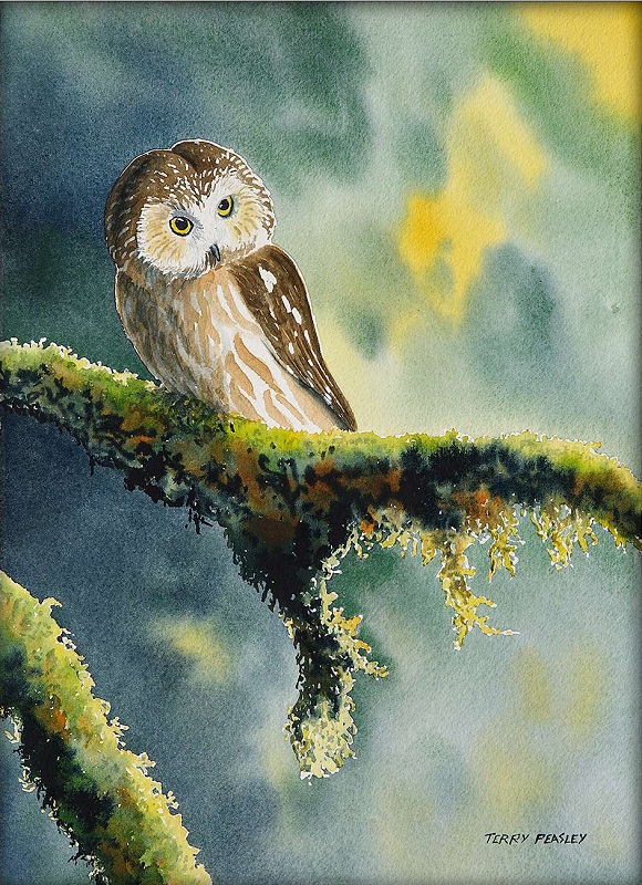 Saw Whet Owl by Terry Peasley