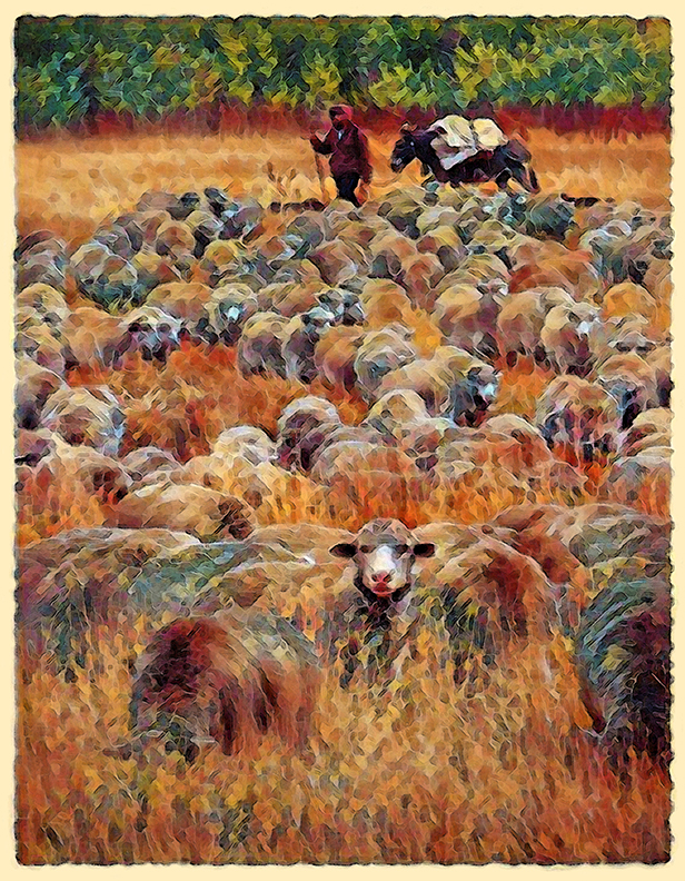 Shepherding the Flock by Fred Hartson