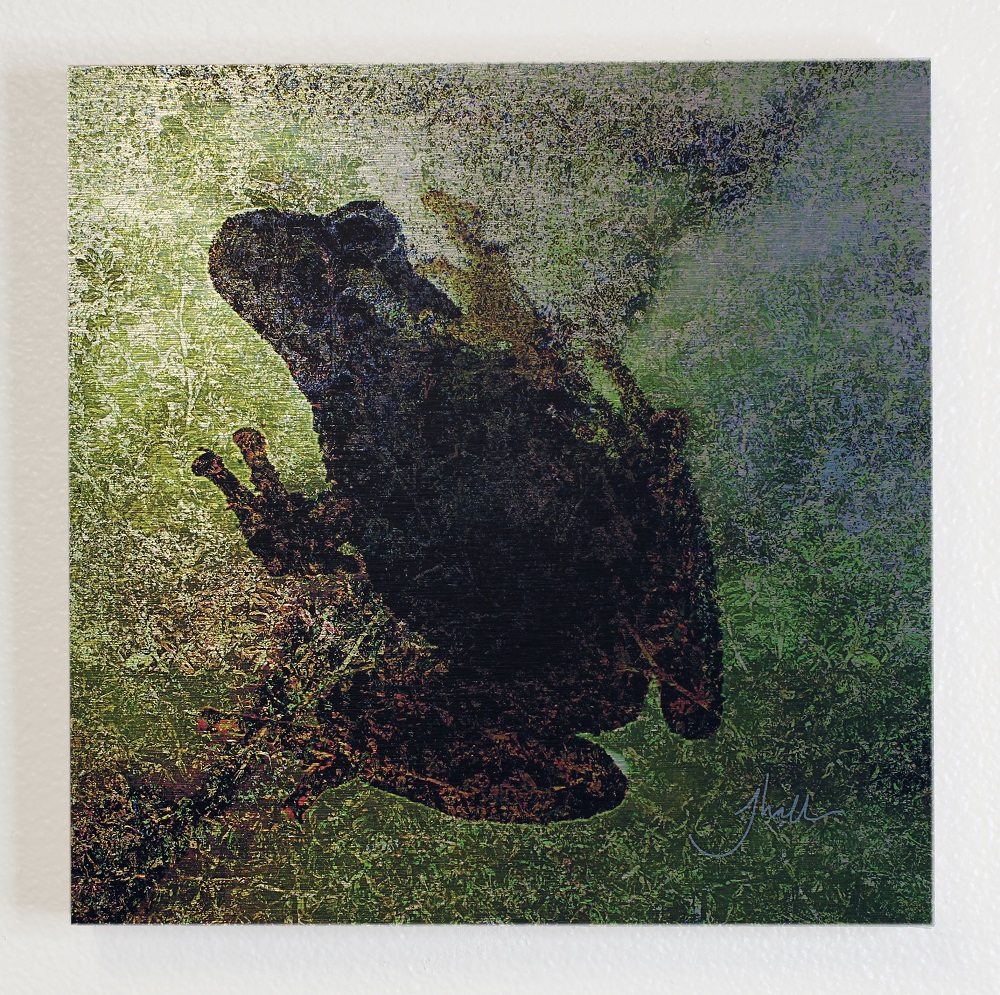 Chorus Frog Serenade by Jeffrey Hall