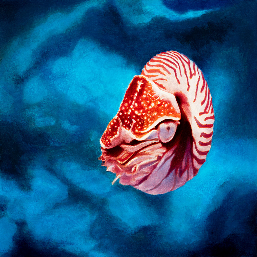 Steinhart Aquarium Chambered Nautilus by Jim Richards
