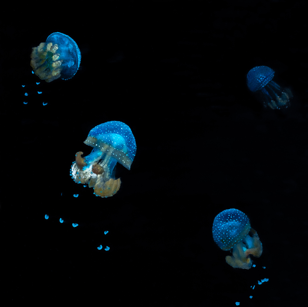 Steinhart Aquarium Four White Spotted Jellyfish by Jim Richards