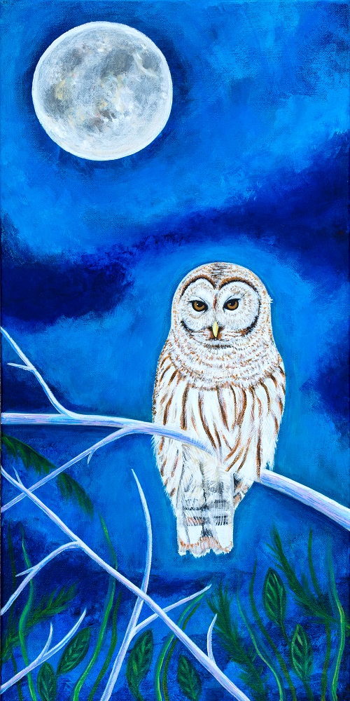 Barred Owl by Teal Buehler