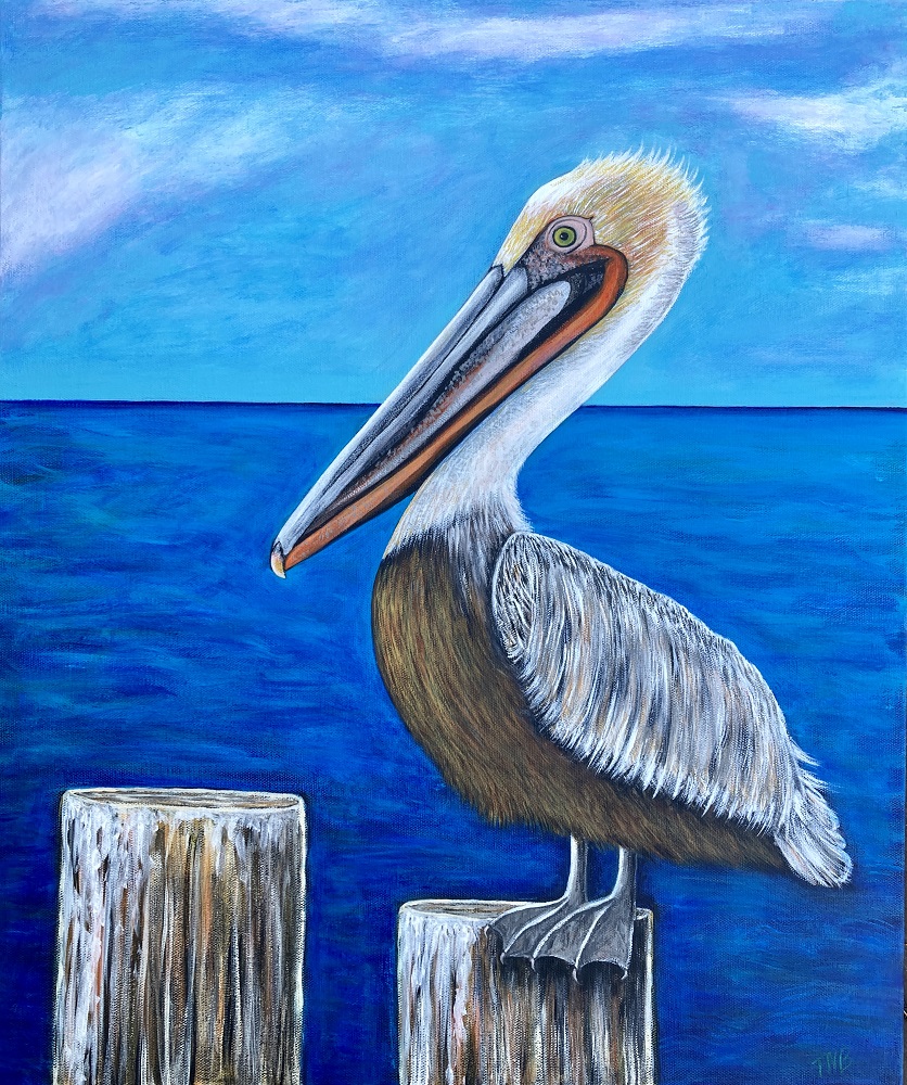 Brown Pelican by Teal Buehler