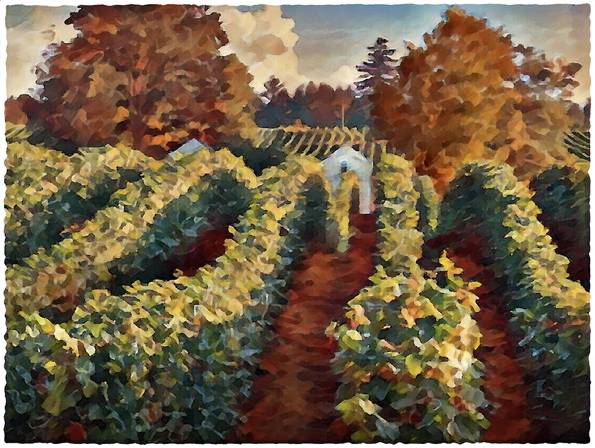 Howell Prairie Vineyard by Fred Hartson