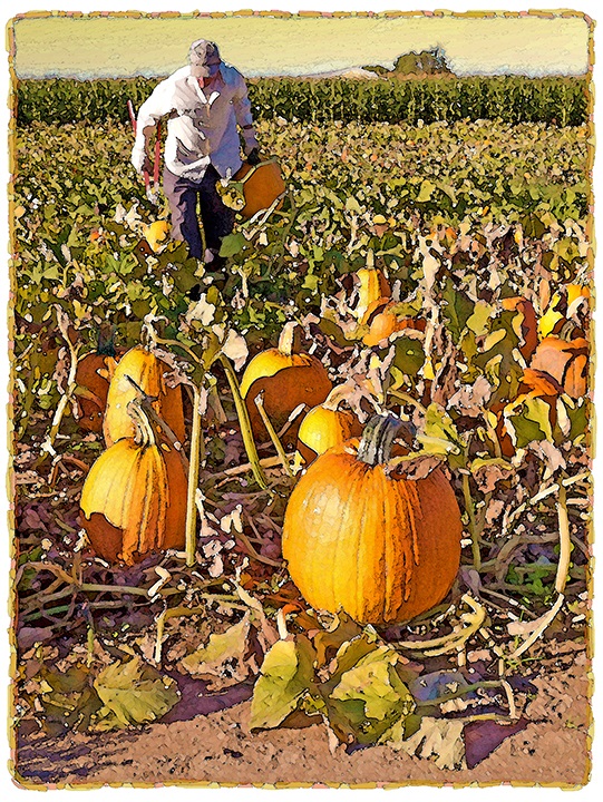 Wood's Pumpkins by Fred Hartson