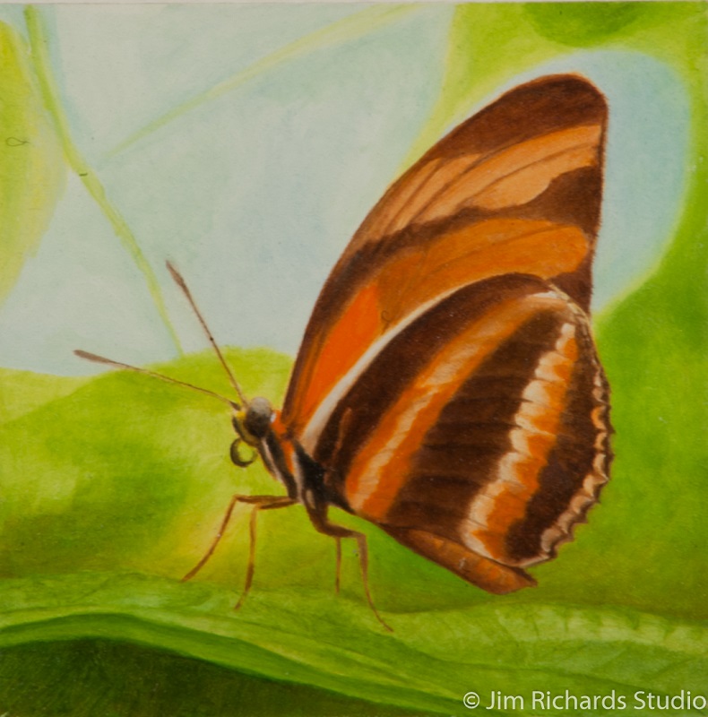 Orange and Brown Butterfly on Leaf by Jim Richards