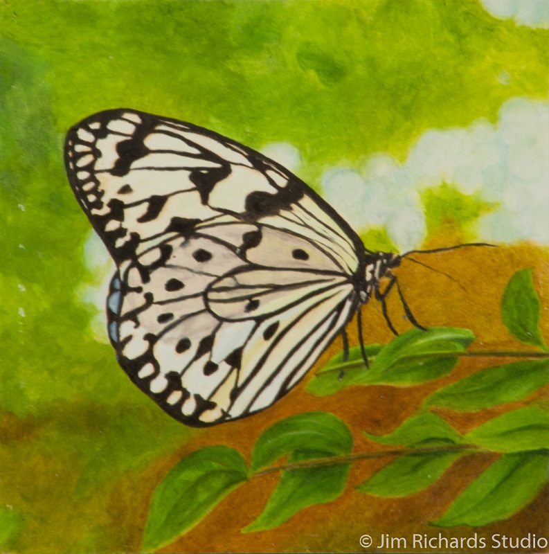 Black and White Butterfly on Green Leaves by Jim Richards