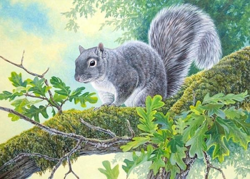 Silver Gray Squirrel by Shari Erickson