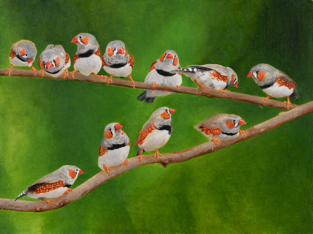 A Charm of Zebra Finches by Jim Richards